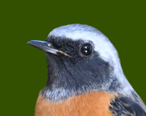jジョウビタキ♂7000