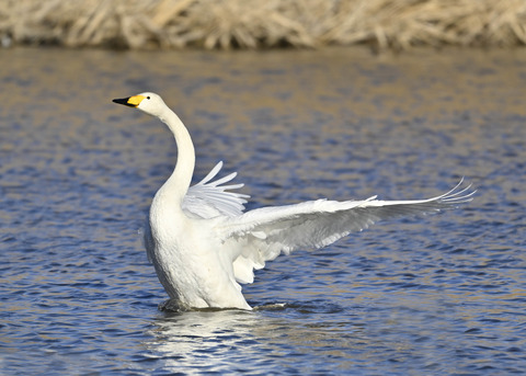 オオハクチョウ7666