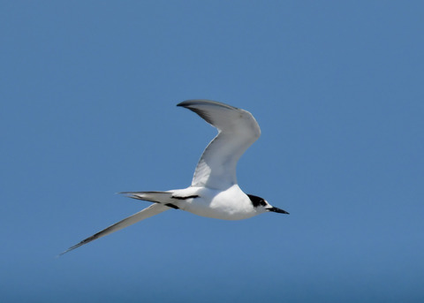 飛ぶ・コアジサシ3791