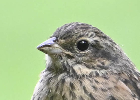 ホオジロ幼鳥3000