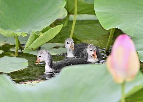 オオバンのヒナ6069