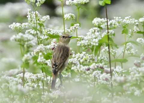 ノビタキ♀7037