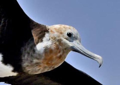 オオグンカンドリ6012