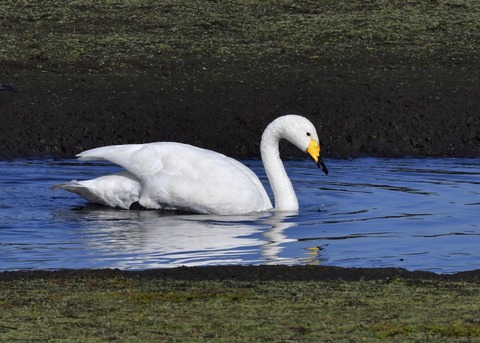 オオハクチョウ7805
