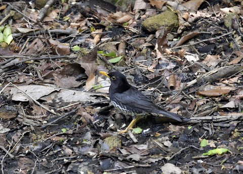 クロツグミ♂6011