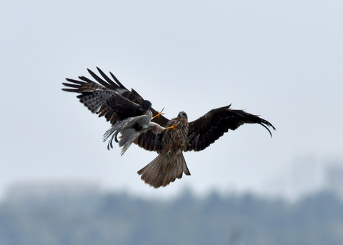 ズグロチュウヒ3125