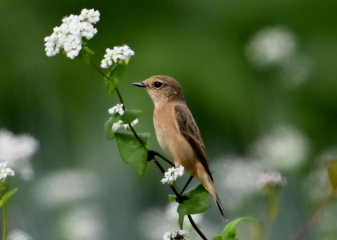 ノビタキ♀3931