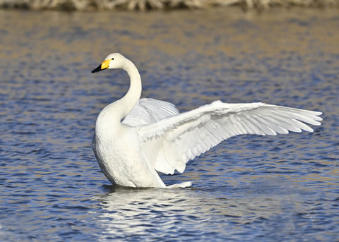 オオハクチョウ7662