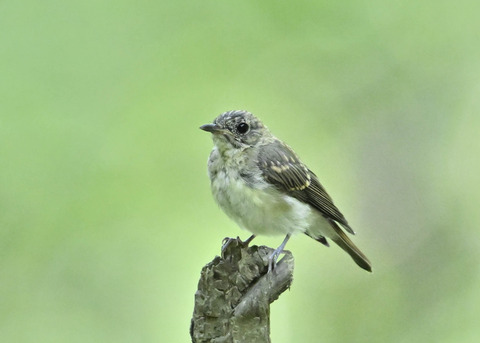 キビタキ幼鳥3547