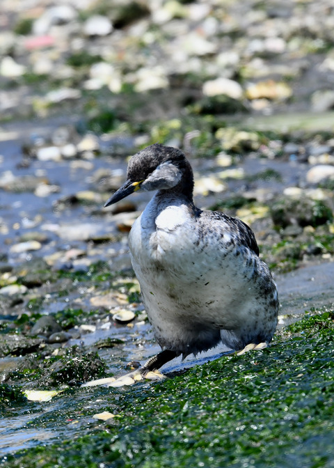 ｱｶｴﾘｶｲﾂﾌﾞﾘ7612