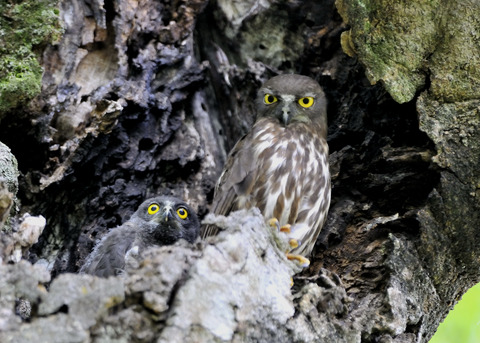 アオバズクのヒナ8091