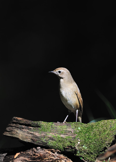 ノゴマ♀3384