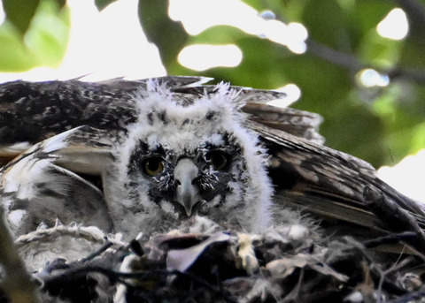 トラフズクのヒナ4760 - コピー