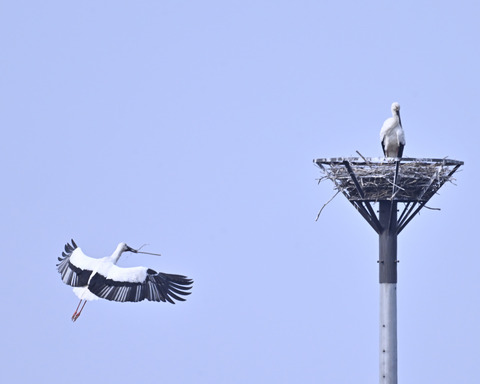 飛ぶコウノトリ7365