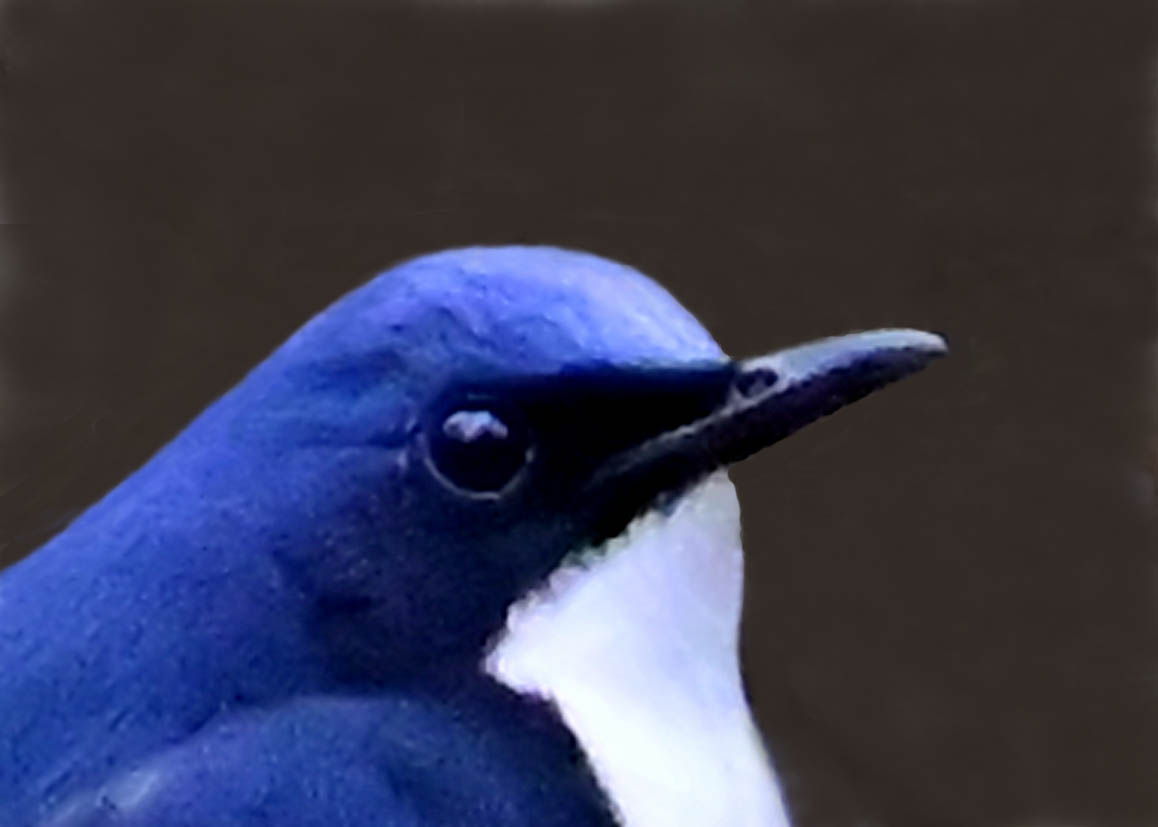 コルリ 野口洪志の野鳥日記