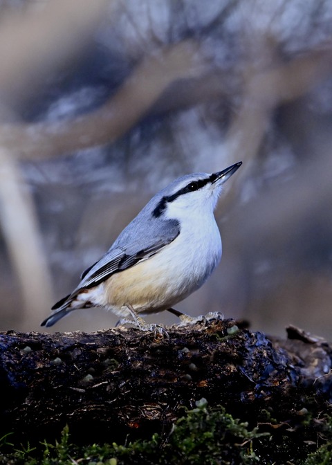 ゴジュウカラ4594