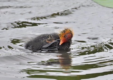 オオバンのヒナ0192