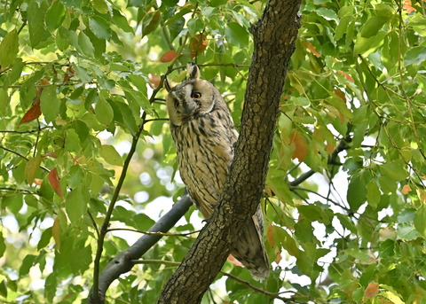 トラフズク♂6939