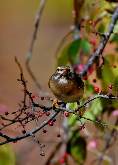 マミチャジナイ0858