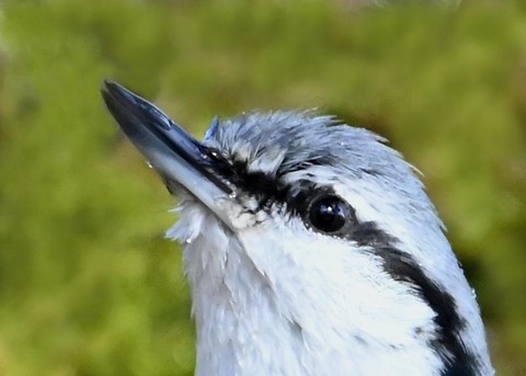 ゴジュウカら4685