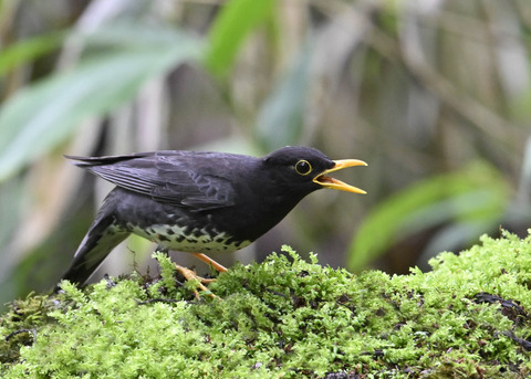 クロツグミ♂4207