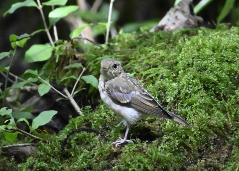 キビタキ幼鳥1694