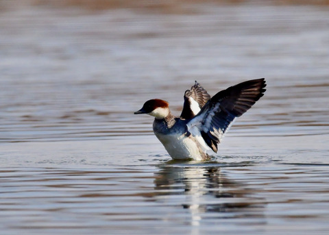 ミコアイサ♀8963