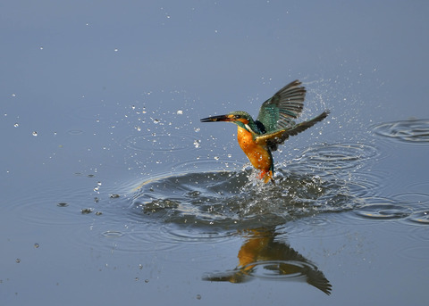 飛ぶ・カワセミ4422