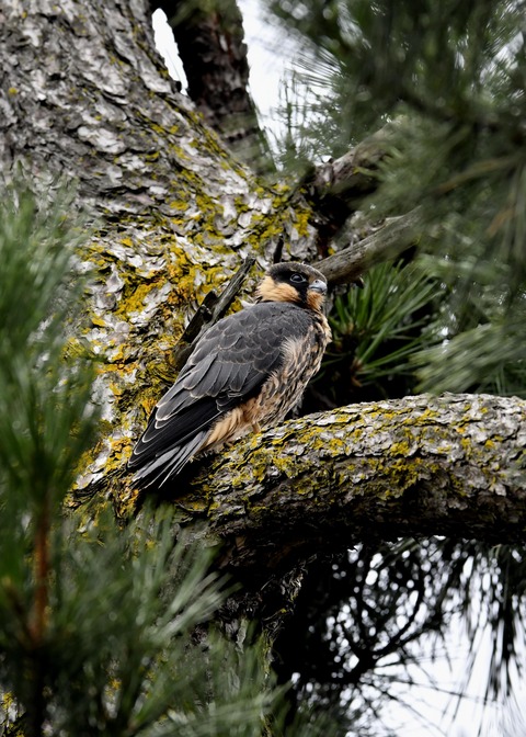 ハヤブサのヒナ①3755