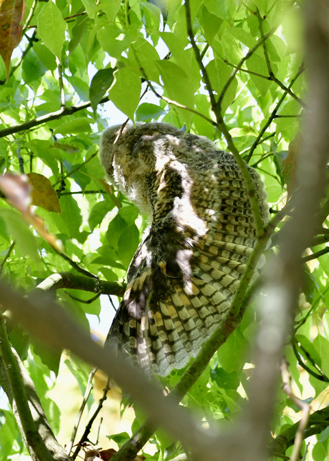 トラフズクのヒナ③9308