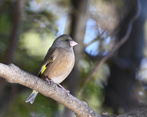 オオカワラヒワ7480