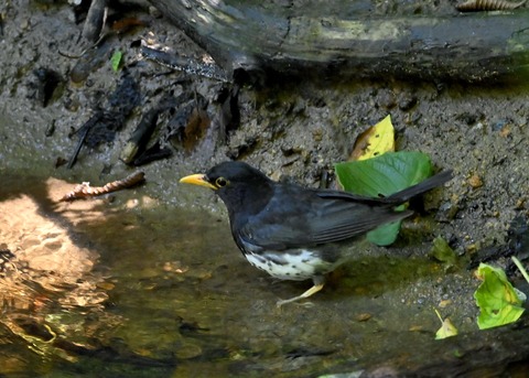 クロツグミ♂1480