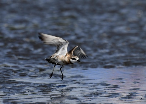 飛ぶ・メダイチドリ2673