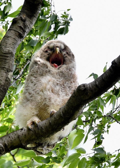 フクロウのヒナ①4255