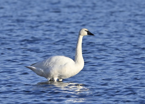 アメリカコハクチョウ8968