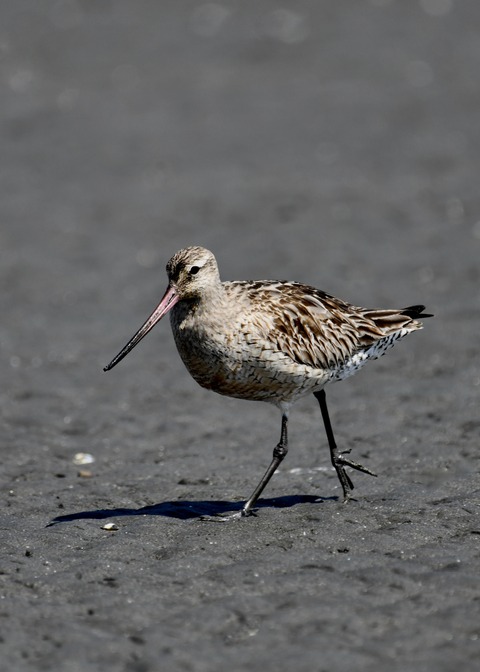 オオソリハシシギ2029