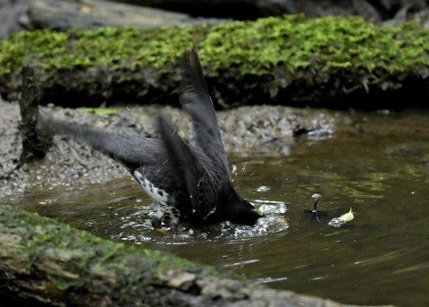 クロツグミ♂9339