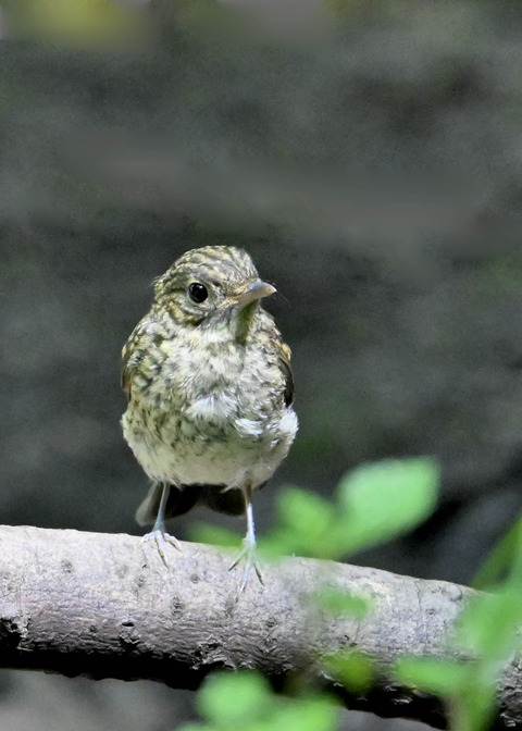 キビタキ幼鳥4503