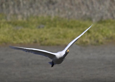 オオハクチョウ4046