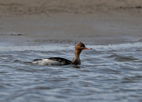 ウミアイサ♀2864