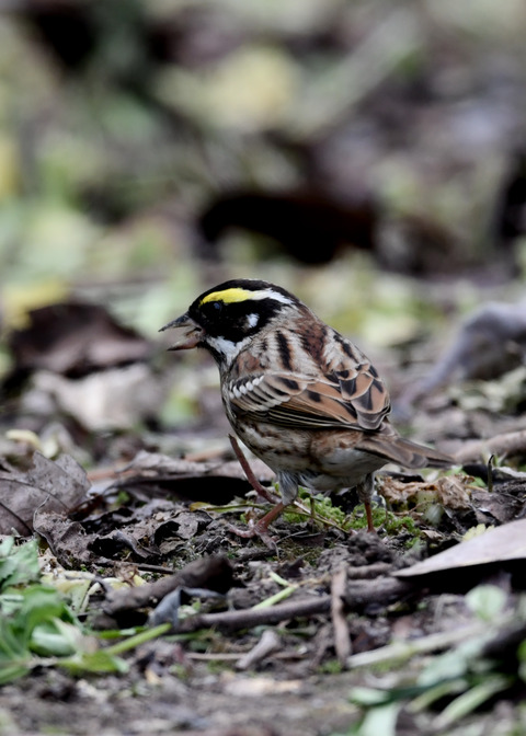 キマユホオジロ♂3721