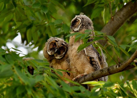 トラフズクのヒナ①②③6563