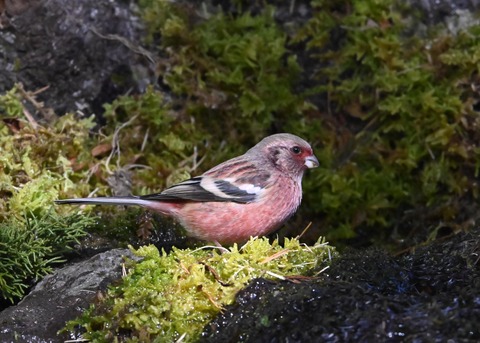 ベニマシコ♂3977