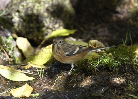 ベニマシコ♀4162