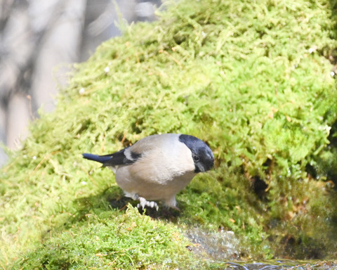 ウソ♀2325