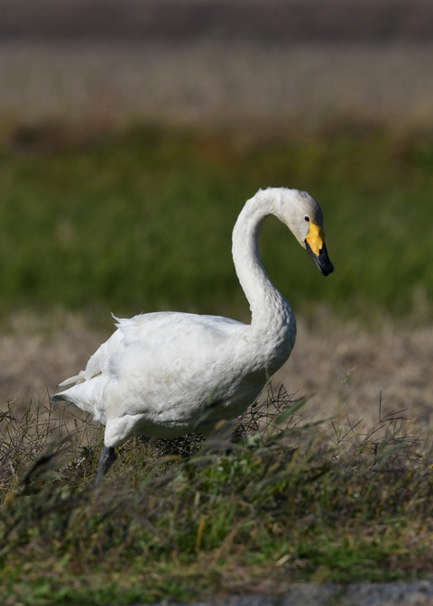 オオハクチョウ4983