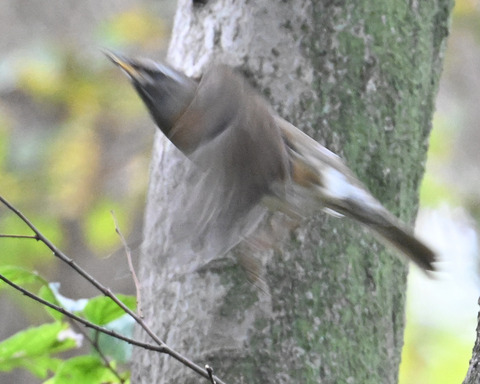 マミチャジナイ2352