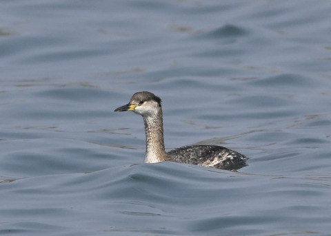ｱｶｴﾘｶｲﾂﾌﾞﾘ8284