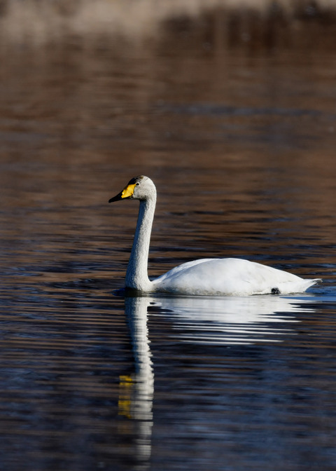 オオハクチョウ9678