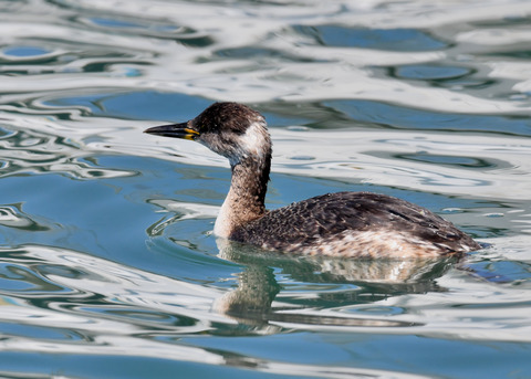 ｱｶｴﾘｶｲﾂﾌﾞﾘ6294